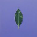 Holly Leaf